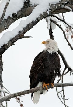 Portrait of an eagle of a dead tree sitting on a branch.Haliaeetus leucocephalus washingtoniensis.