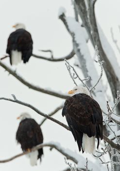 Three Bald  Eagles (Haliaeetus leucocephalus)  sit on snow-covered branches of a tree