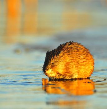 Muskrat ( Ondatra zibethica ) in beams of sunset light on ice