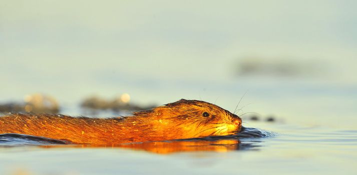 Swimming Muskrat ( Ondatra zibethica ) in beams of the sunset