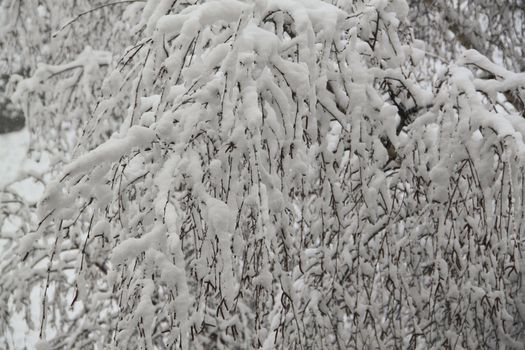 Natural texture, the background of the snow-covered tree branches