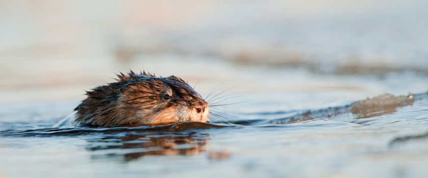 Swimming muskrat (Ondatra Zibethicus) in water Ladoga Lake