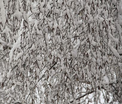 Natural texture, the background of the snow-covered tree branches