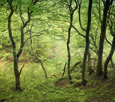 Danish beech forest at springtime.