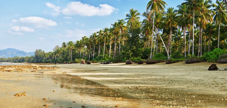 A tropical beach with palm trees at low tide