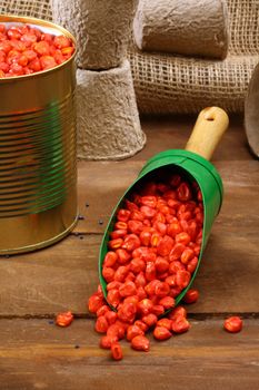 colored corn sowing seed in metal bucket close up