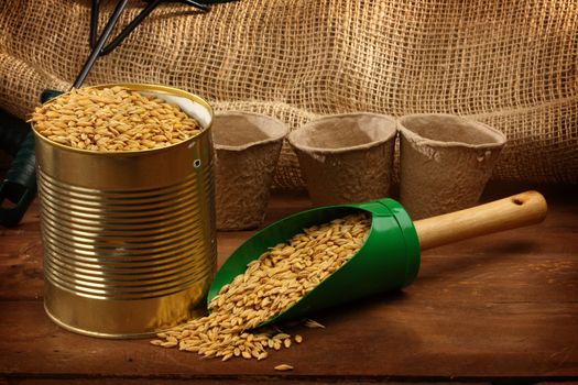 wheat  sowing seed in metal bucket close up