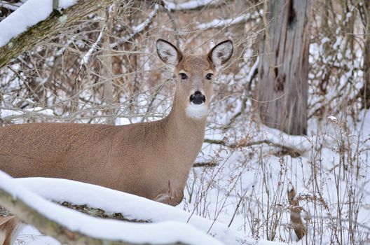 Whitetail Deer Doe standing at the edge of the woods in winter snow.