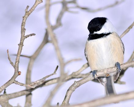 A black-capped chickadee perched on a tree branch.