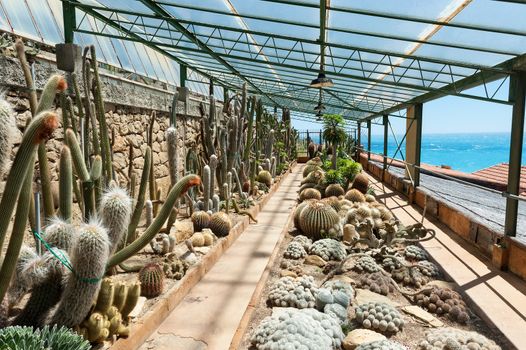 Cactus in the garden of exotic plants Pallanca in Bordighera, Italy. Giardino Esotico Pallanca.