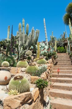 Cactus in the garden of exotic plants Pallanca in Bordighera, Italy. Giardino Esotico Pallanca.