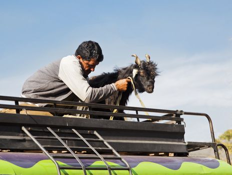 landscape in Jammu Kashmir man and his goat traveling across region on the roof rack of a colorful mini bus