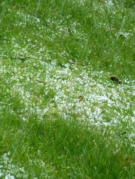 hailstones on grass after a sudden shower