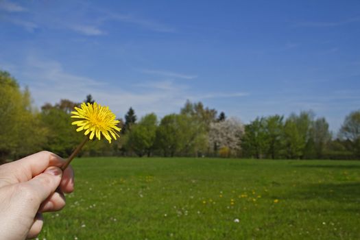 A human hand holding a dandelion infront of bright blue park scene.