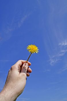 A dandelion lifted in front of a shiny blue sky.