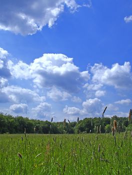 Bright blue park scene.