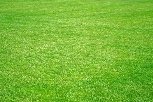 A fine green meadow. Background texture.