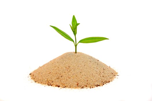 A fresh seedling growing out of a small pile of sand. All isolated on white background.