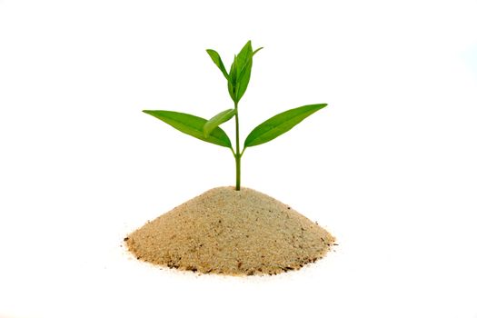 A fresh seedling growing out of a small pile of sand. All isolated on white background.