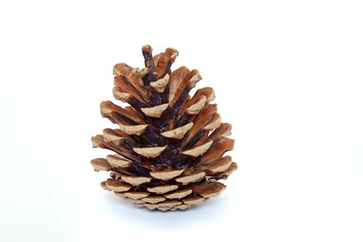 A fine pine cone isolated on a white background.