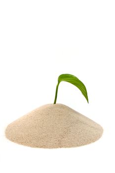 A fresh seedling growing out of a small pile of sand. All isolated on white background.