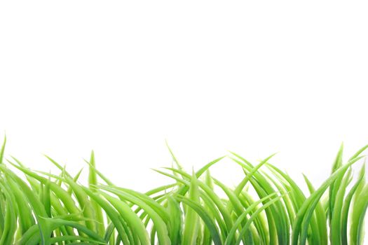 A line of fine grass blades growing in front of plain white background.