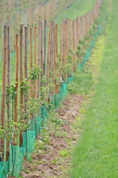 Typical grape vines in long lines on a field.