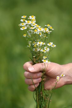 A hand with some fresh picked flowers.