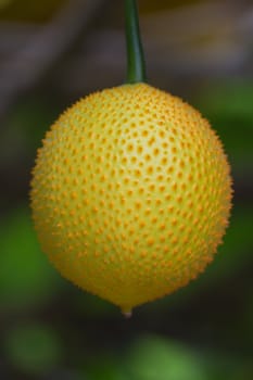 Thai fruits are a taste and medicinal properties