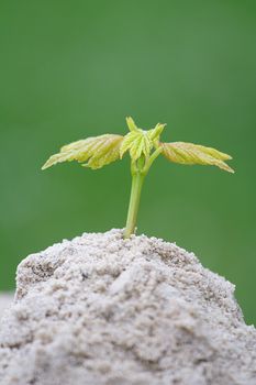 A fresh seedling growing out of a small pile of sand. All isolated on white background.