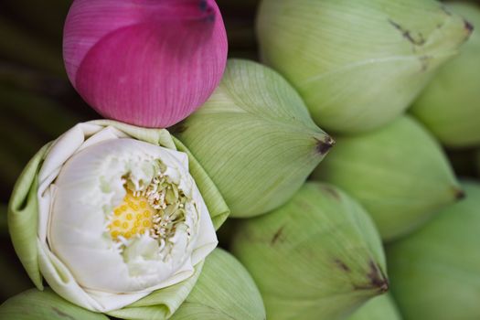 Pink lotus blossoms or water lily flowers blooming