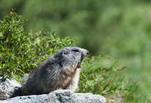 Yawning alpine marmot in the natural environment