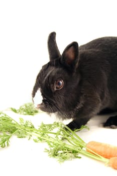 A little bunny eats a carrot. All isolated on white background.