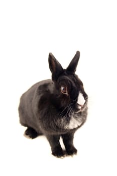 A little bunny isolated on white background.