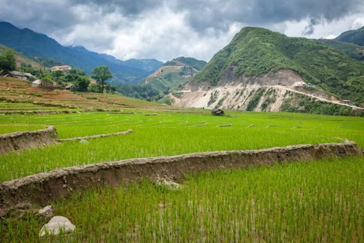 Rice field terraces (rice paddy). Near Cat Cat village, near Sapa, Vietnam