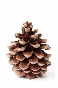 A fine pine cone isolated on a white background.