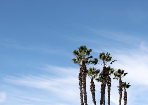 Group of palm trees with blue sky and some clouds in the background.