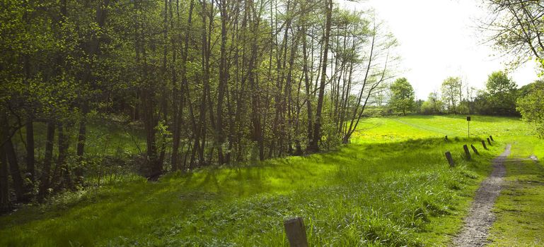 large clearing in the forest of green grass