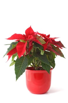 A fine christmas flower also known as poinsettia. All isolated on white background.