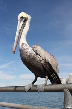 Grey pacific pelican with blue sky and water in the background.