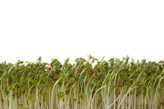 Fresh growing garden cress. All isolated on white background.