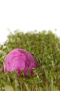 A single painted easter egg lying in fresh garden cress.