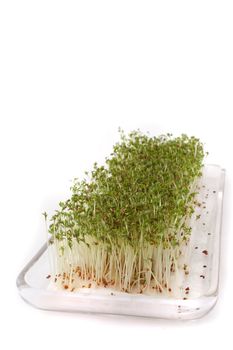 Fresh growing garden cress. All isolated on white background.