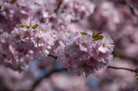 Cherry blossom in Hamburg in May