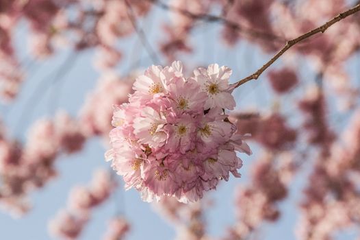 Cherry blossom in Hamburg in May