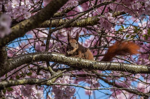 Cherry blossom in Hamburg in May