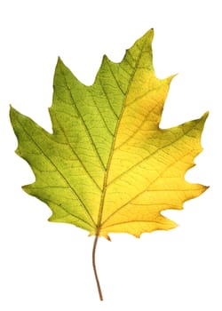 dry green with yellow leaf isolated on white