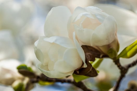 Magnolia blossom