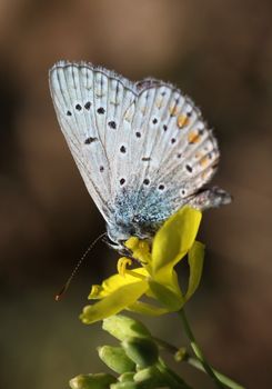 butterfly (lycaenidae) on flower