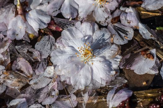 Cherry blossom in Hamburg in May
